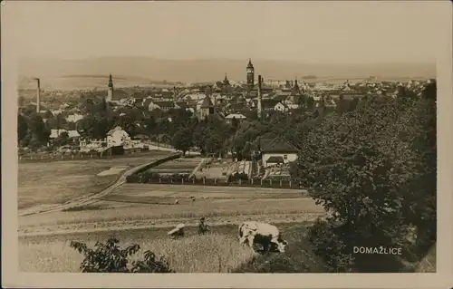 Postcard Taus Domažlice Kuhweide vor dem Ort 1930