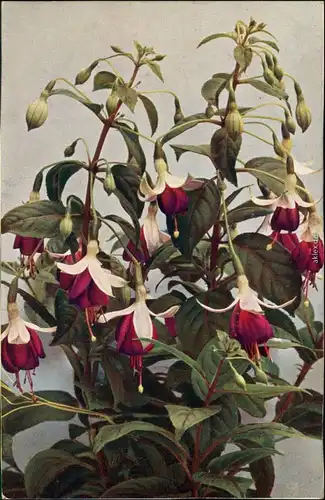 Ansichtskarte  Fuchsia hybrida - Fuchsie Botanik 1915 