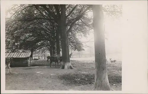 Foto  Wildgehege mit Hirschen und Rehen Kitze 1929 Privatfoto 