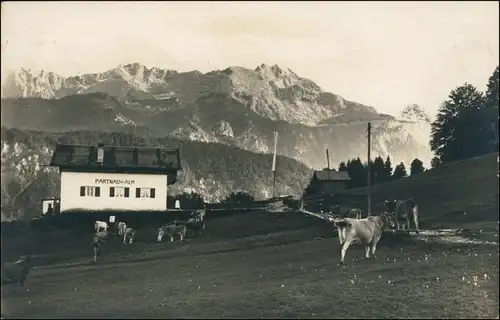 Ansichtskarte Garmisch-Partenkirchen Kühe auf der Partnachalm 1926 