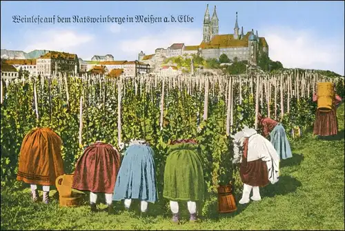 Ansichtskarte Meißen Weinlese auf dem Ratsweinberge 1930 
