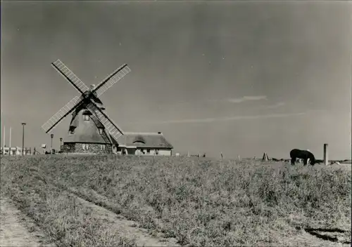 Groß Stieten Gaststätte "Mecklenburger Mühle", Pferd auf Weide 1972