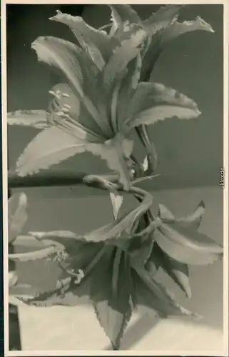 Ansichtskarte  Privatfoto AK: Orchidee 1930 