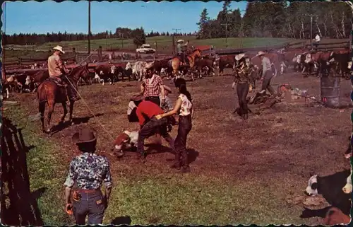Kanada (allgemein) Branding Cattle in Cariboo, Ranch Cowboys 1978