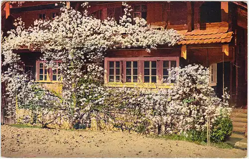 Haus mit Blumenranken: Stempel Bautzen 1918