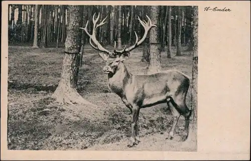 Ansichtskarte Moritzburg 18 Ender im Schloßpark 1939 