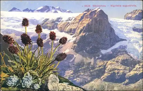 Ansichtskarte  Alpen - Männertreu - Nigritella augustifolia 1913 