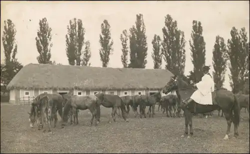 Postcard Fünfkirchen Pécs (Pečuh) Pferde, Bauer und Gestüt 1926 