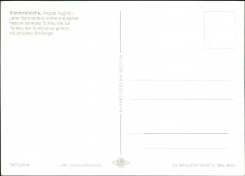Ansichtskarte  Blindschleiche, Anguis fragilis 1984