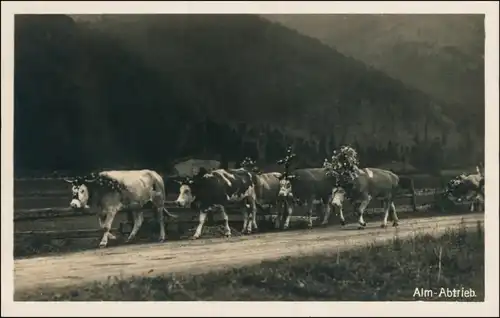 Ansichtskarte  Alm Abtrieb - Kühe mit Schmuck 1930 