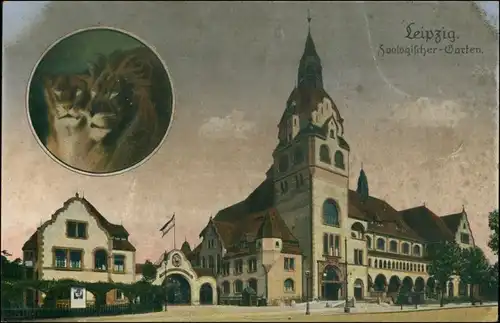 Ansichtskarte Leipzig Zoo und Löwen 2 Bild 1911 