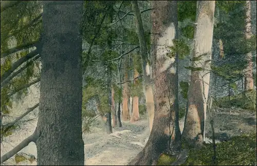 Ansichtskarte Bobritzsch Grabentour zwischen deb Königsfichten 1912 