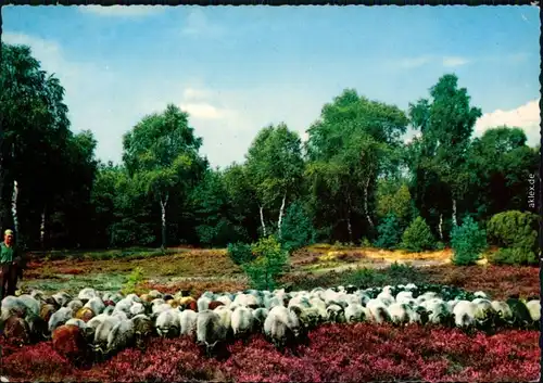 Ansichtskarte .Niedersachsen Schafsherde 1968