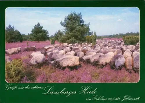 Ansichtskarte .Niedersachsen Heidschnuckenherde in der Lüneburger Heide 1990