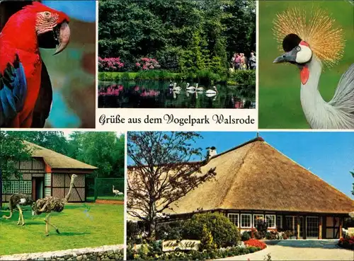 Ansichtskarte Walsrode Grüße aus dem Vogelpark 1990