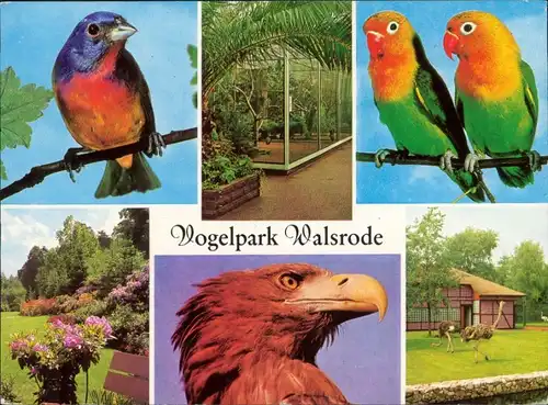 Ansichtskarte Walsrode Vogelpark 1979