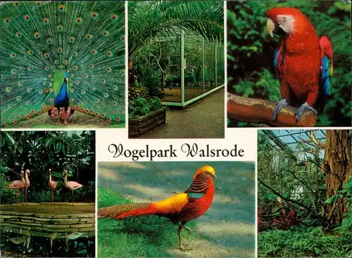 Ansichtskarte Walsrode Vogelpark, Strauß, Papagei, Flamingo 1987