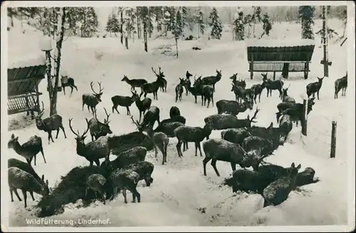 Ansichtskarte Linderhof-Ettal Winter - Wildfütterung Linderhof 1934 