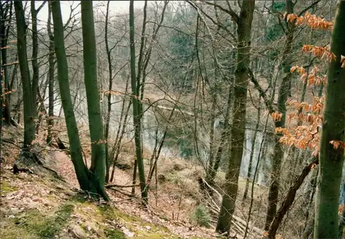 Foto Bad Bevensen Flusspartie im Wald 1996 Privatfoto 