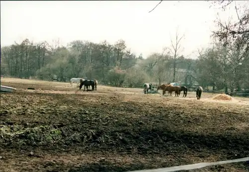 Medingen-Bad Bevensen Klosterhof Medingen Pferde auf der Koppel 1996 Privatfoto 