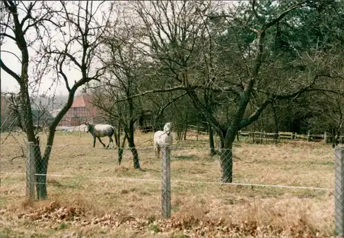 Foto Gartow Pferde auf Weide 1996 Privatfoto 