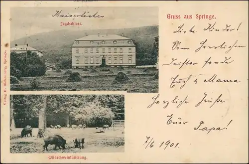 Ansichtskarte Springe 2 Bild: Jagdschloss - Wildschweine 1901 