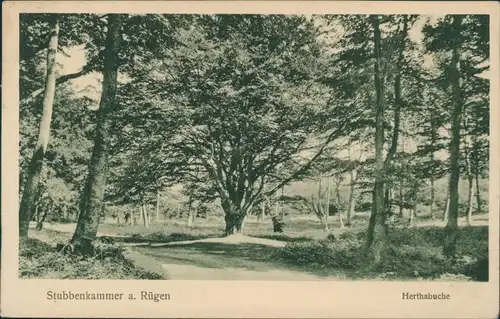 Ansichtskarte Stubbenkammer-Sassnitz Saßnitz Waldweg - Herthabuche 1924 