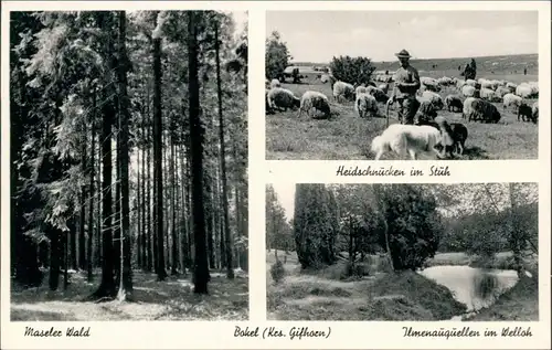 Ansichtskarte Bokel-Sprakensehl Maseler Wald, Schafsherde, Quelle 1940 