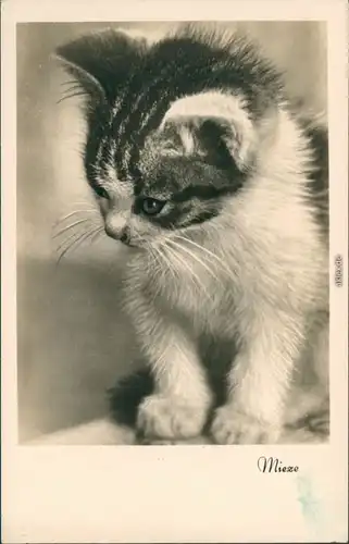 Ansichtskarte  Tiere - Katzen - Mieze 1955