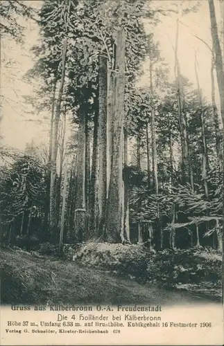 Ansichtskarte Kälberbronn -Pfalzgrafenweiler Die 4 Holländer - Bäume 1908 