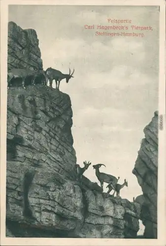 Ansichtskarte Stellingen-Hamburg Felspartie - Tierpark Hagenbeck 1926 