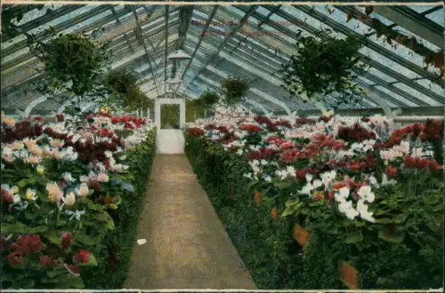 Ansichtskarte Frankfurt am Main Palmengarten: Blühende Alpenveilchen 1940