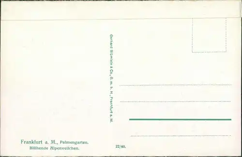 Ansichtskarte Frankfurt am Main Palmengarten: Blühende Alpenveilchen 1940