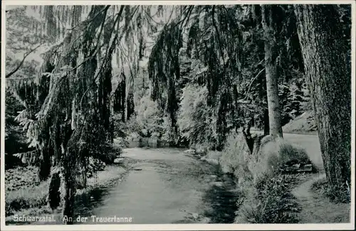 Ansichtskarte Schwarzburg Schwarzatal - an der Trauertanne 1932