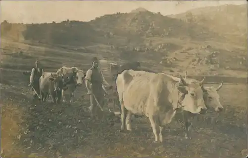 Ansichtskarte  Balkan: Bauern mit Ochsenpflug - Privatfoto Ak 1918 
