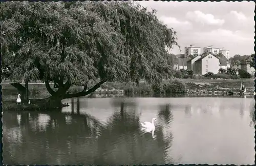 Ansichtskarte Gießen Schwanenteich 1956