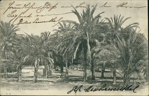 CPA Nizza Nice Les Palmiers du Chateau 1901 