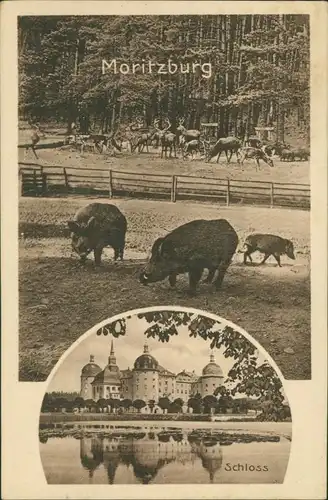 Ansichtskarte Moritzburg Wildgehege und Kgl. Jagdschloss 1922