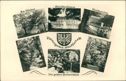 Ansichtskarte Frankfurt am Main Palmengarten - Palmenhaus 1957