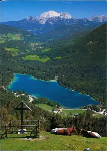 Ansichtskarte Ramsau bei Berchtesgaden Kühe blicken auf den Hintersee 2000