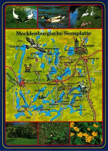 .Mecklenburg-Vorpommern Mecklenburgische Seenplatte - Tiere - Vögel -  1995