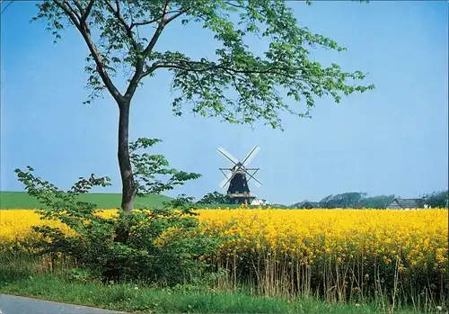 Ansichtskarte Amt Pellworm Nordermühle mit blühenden Feldern 1991