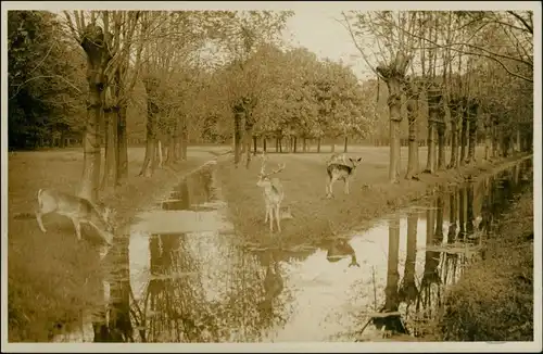 Ansichtskarte Kirchrode-Hannover Tiergarten - Dammwild 1929 