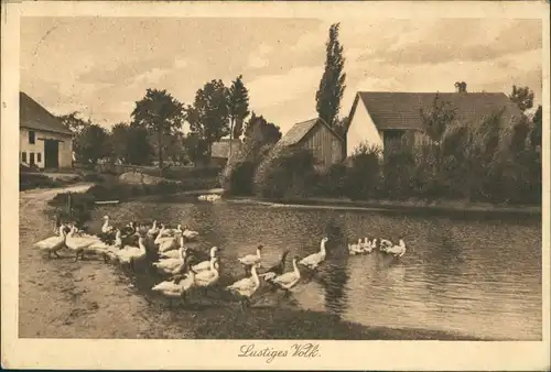 Ansichtskarte  Gänseschaar im Dorffluss 1903