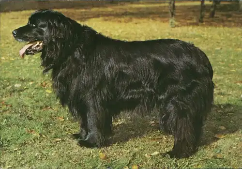 Ansichtskarte  Hund auf Wiese schwarzer Neufundländer 1983