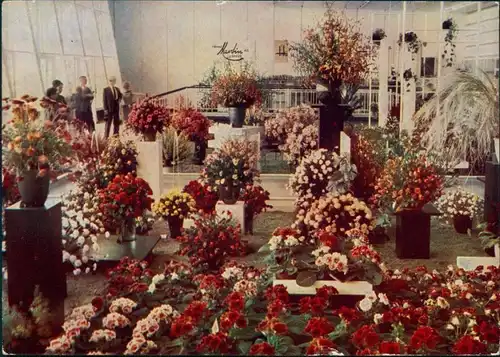Erfurt Gartenbauausstellung der DDR (IGA) - Rosensonderschau in Halle 13 1966