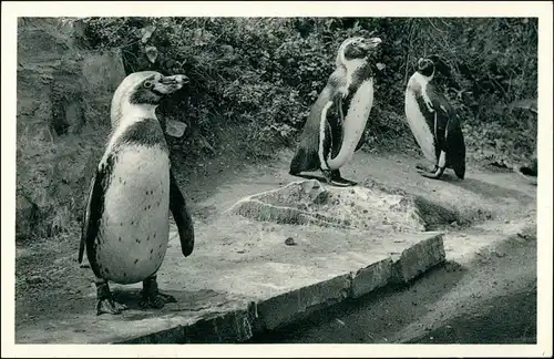 Ansichtskarte Osnabrück Pinguine Versandhaus Nordland 1934 