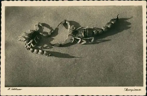 Foto  Tiere - Skorpion 1934 Privatfoto 