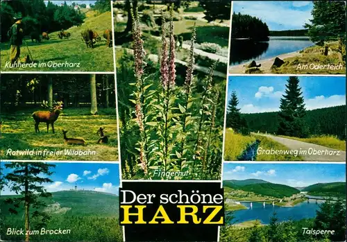 .Niedersachsen Kuhherde im Oberharz, Fingerhut, Oberteich,    Talsperre 1983