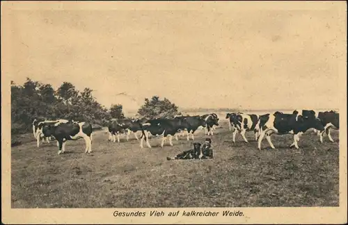 Kalke Wiesen und Weiden! - Bauern Kühe Berufe  Bauern - Landwirtschaft 1928